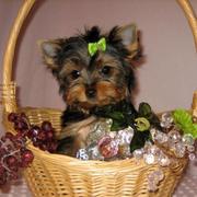 Quality Teacup Yorkie Puppies For  Adoption 