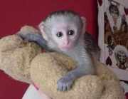   Gorgeous  Capuchin Monkey