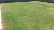 FREE 1000 SQ Ft of Grass Sod