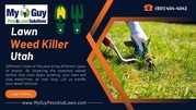 Banish Weeds and Reclaim Your Lawn with My Guy Pest and Lawn Solutions