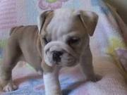 Female English Bulldog puppy out for a new home